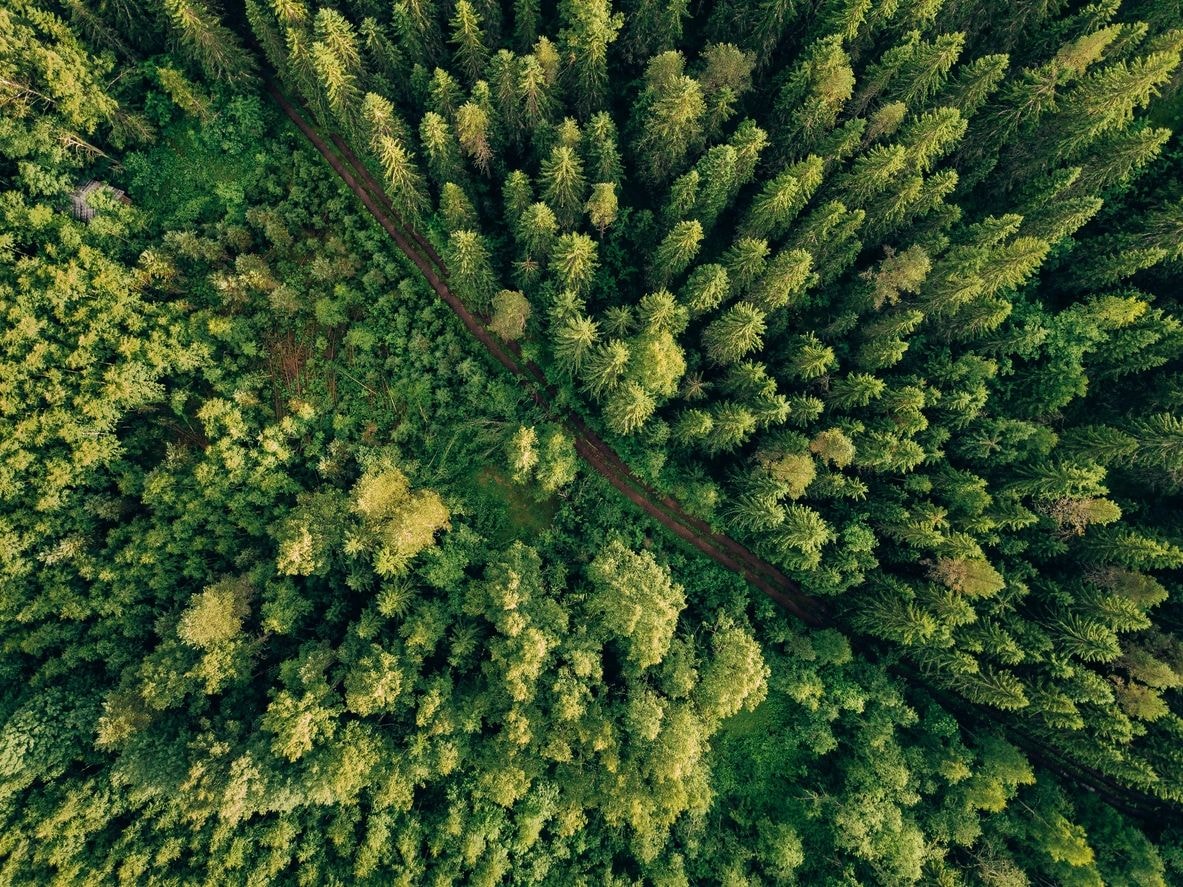 Aerial view of a lush green forest